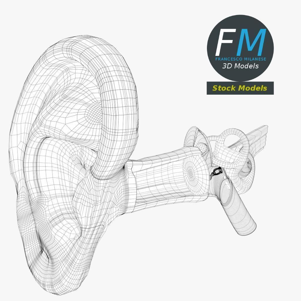 Anatomy human ear 3D model_7