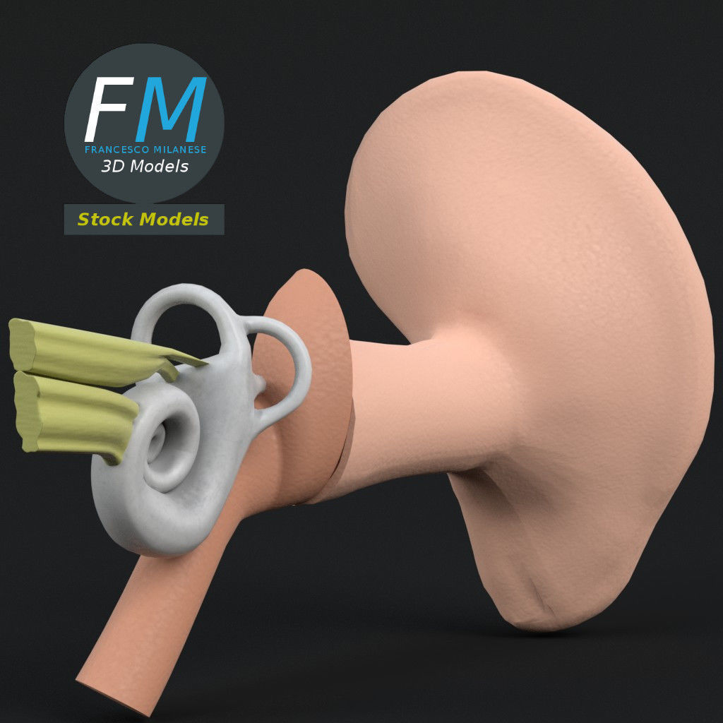 Anatomy human ear 3D model_4