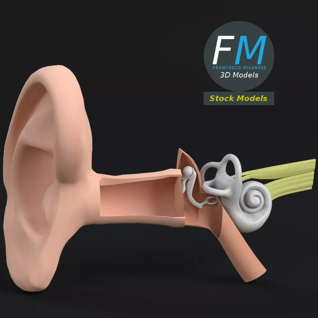 Anatomy human ear 3D model_0