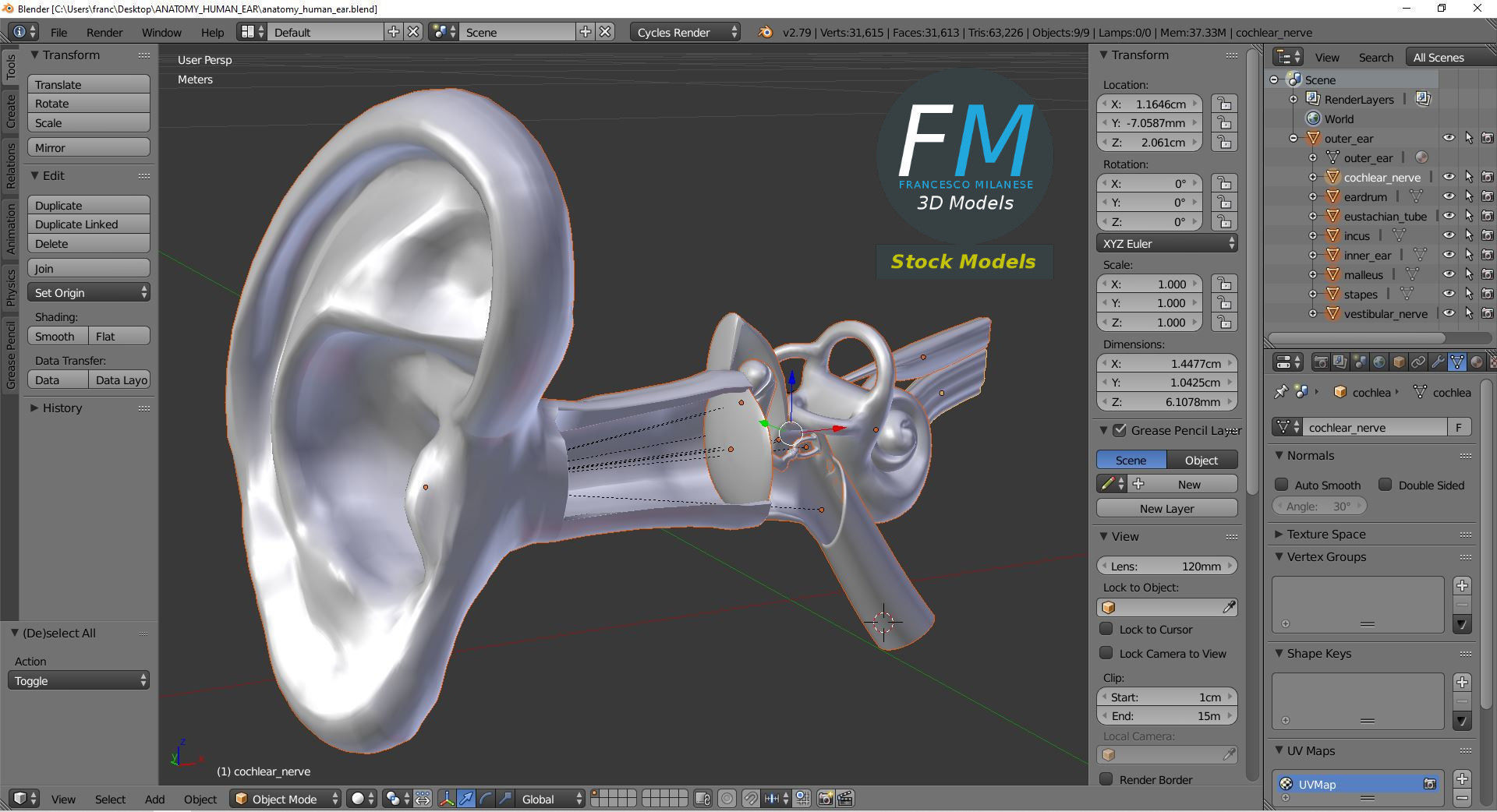 Anatomy human ear 3D model_9