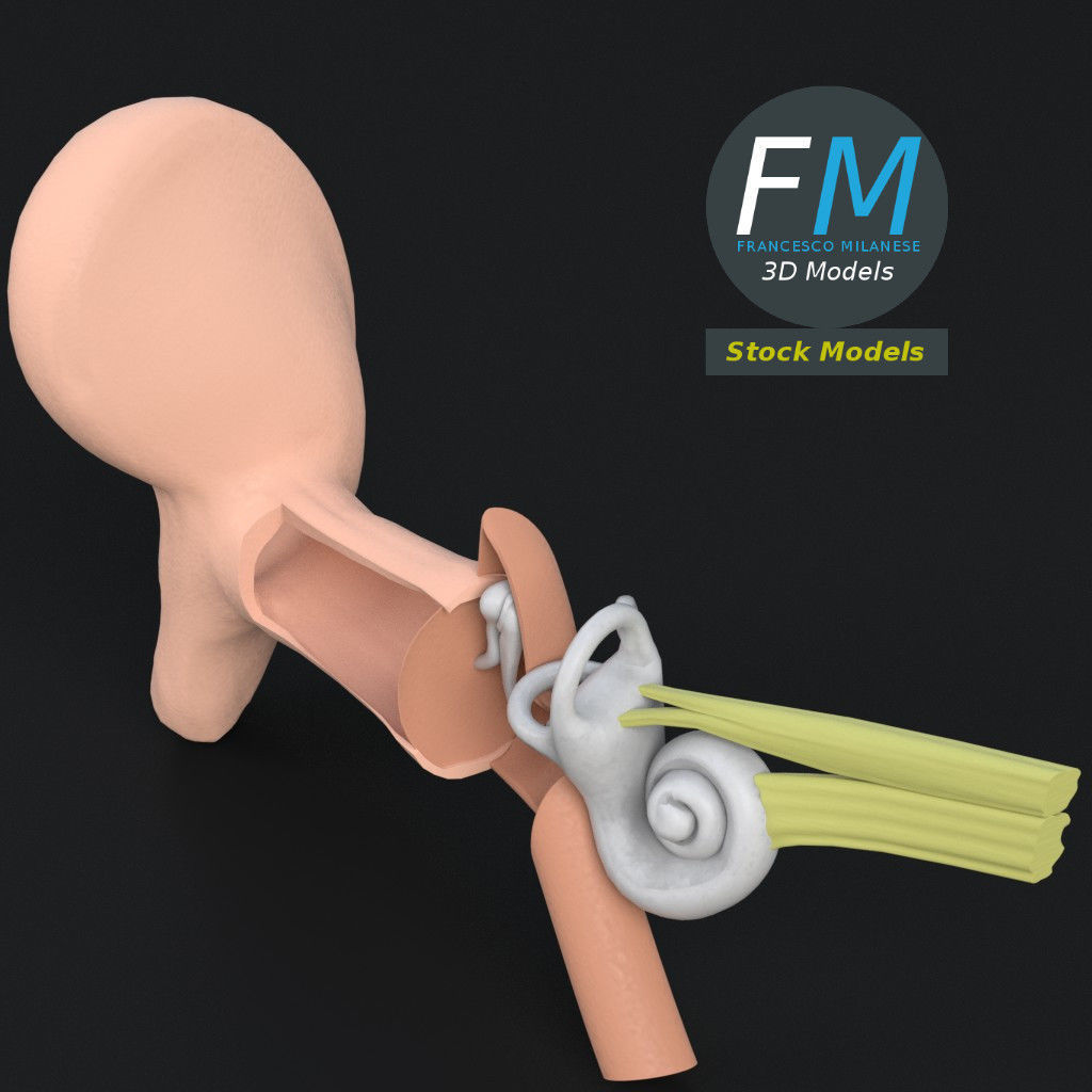 Anatomy human ear 3D model_2