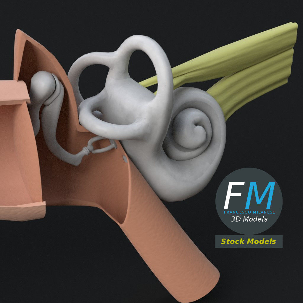Anatomy human ear 3D model_5