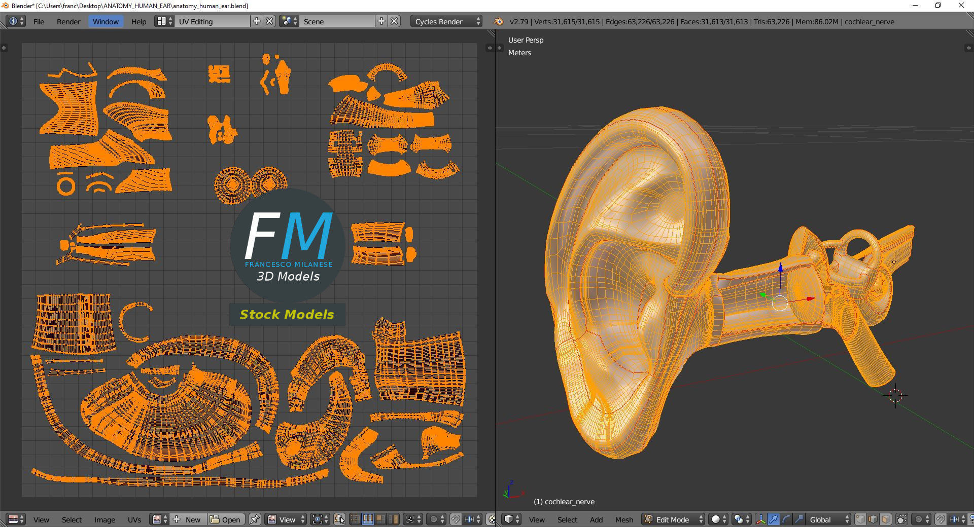Anatomy human ear 3D model_10