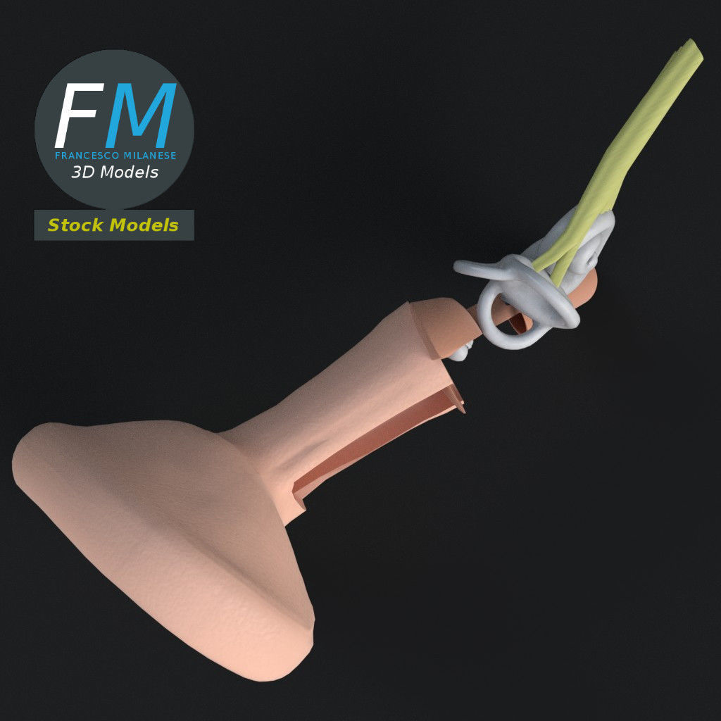 Anatomy human ear 3D model_6