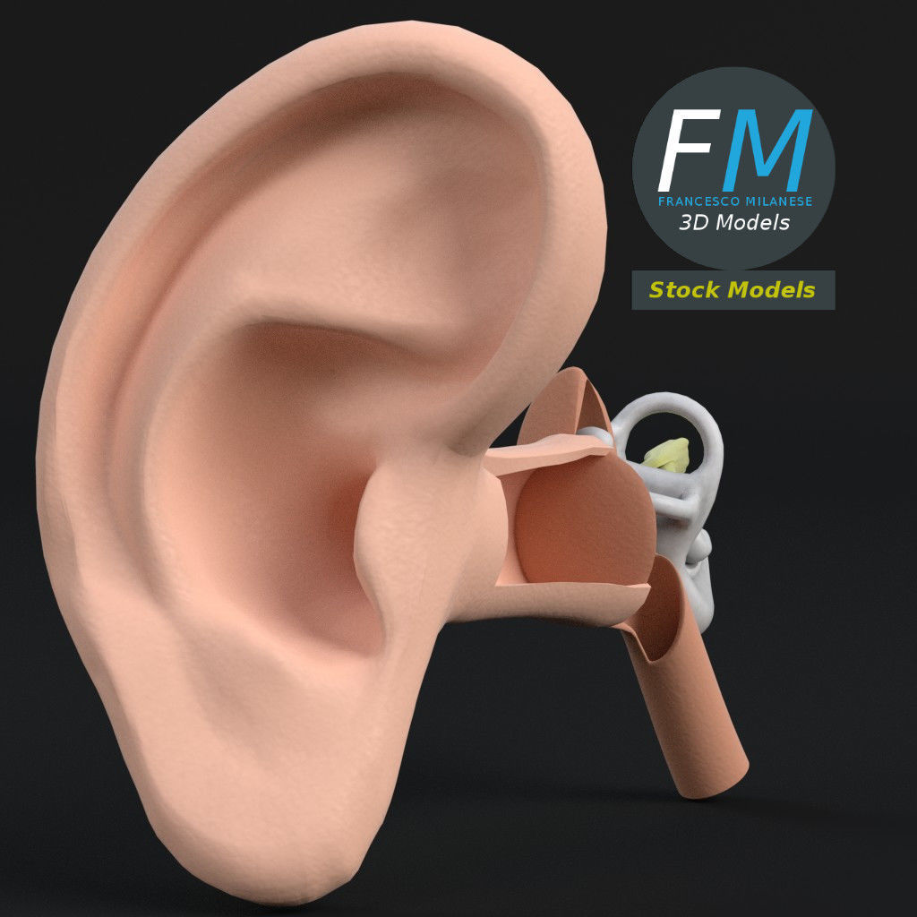 Anatomy human ear 3D model_3