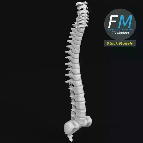 Anatomy - Human spine 1 3D model