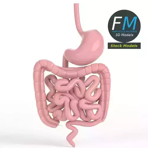 Anatomy human gastrointestinal tract 3D model