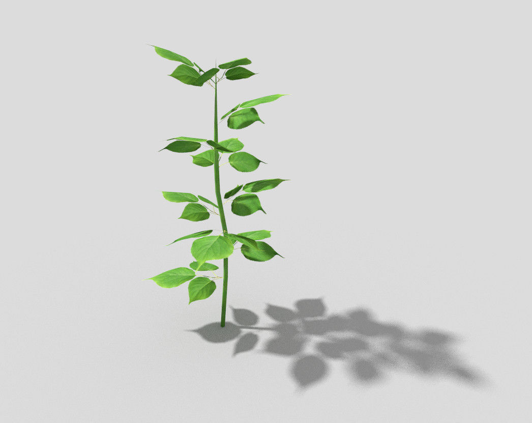 Plant Low-poly 3D model_3