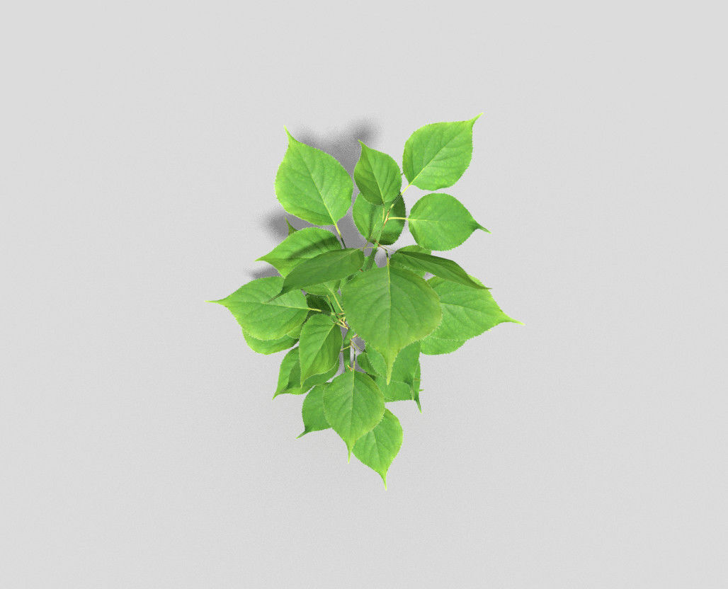 Plant Low-poly 3D model_2