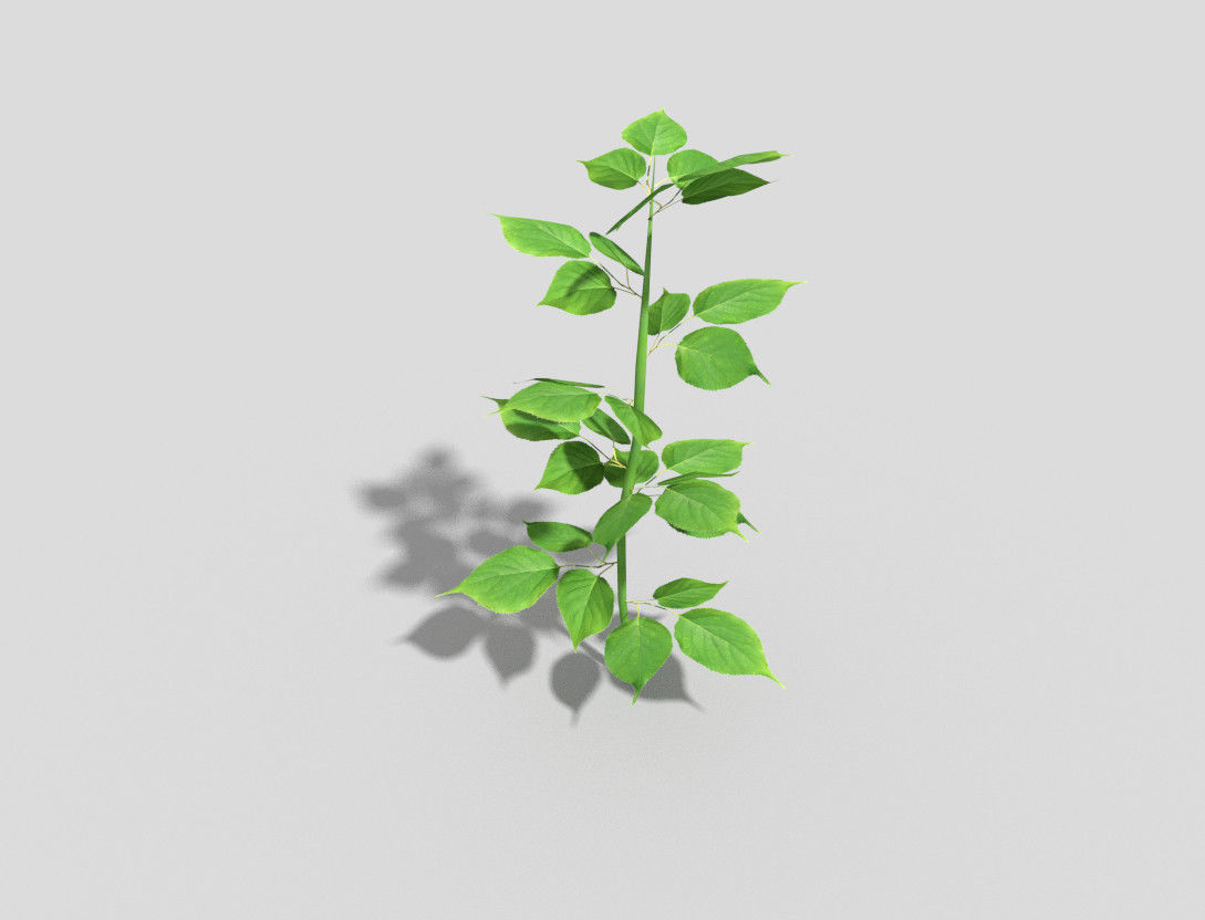 Plant Low-poly 3D model_1