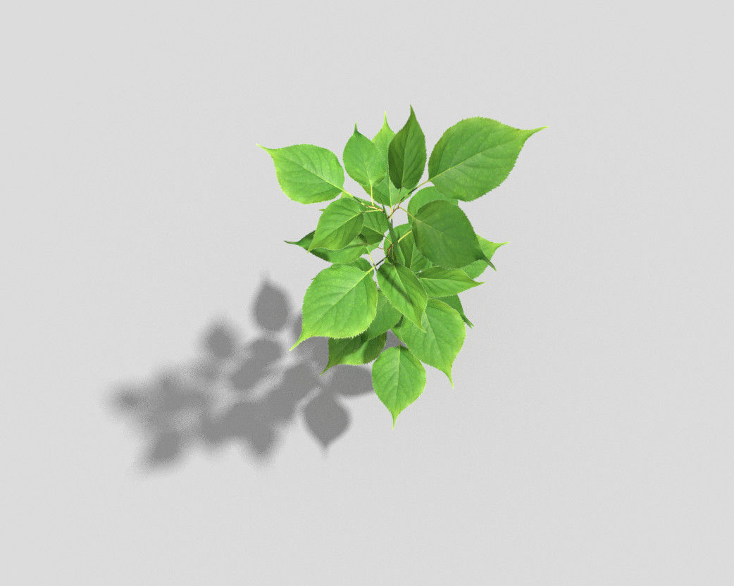 Plant Low-poly 3D model_4