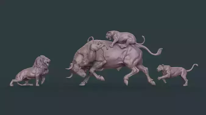 bull lion fight