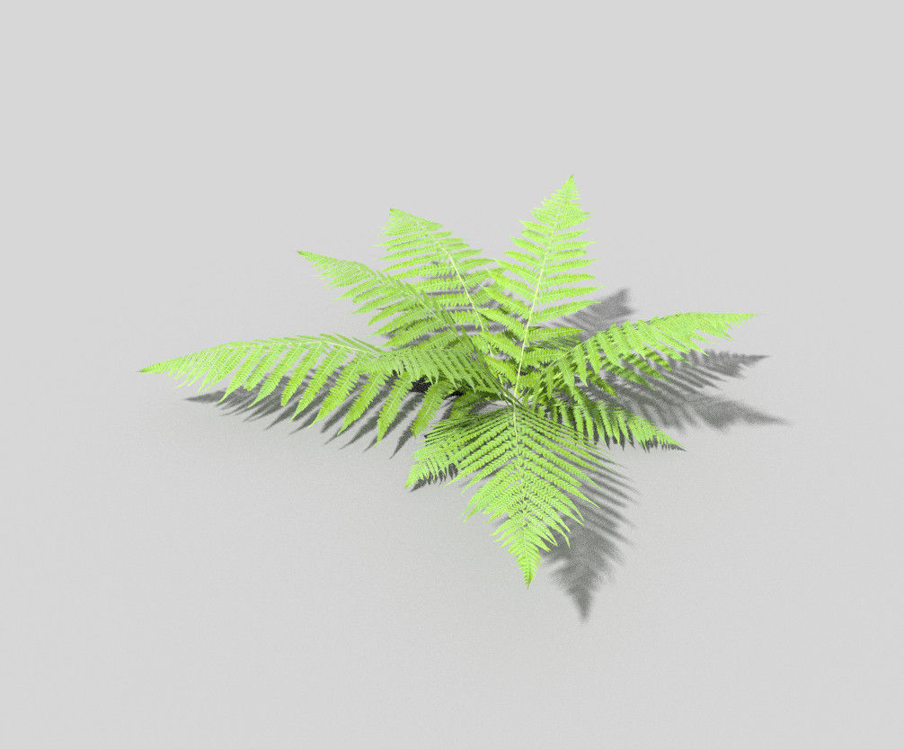 Fern plant Low-poly 3D model_2