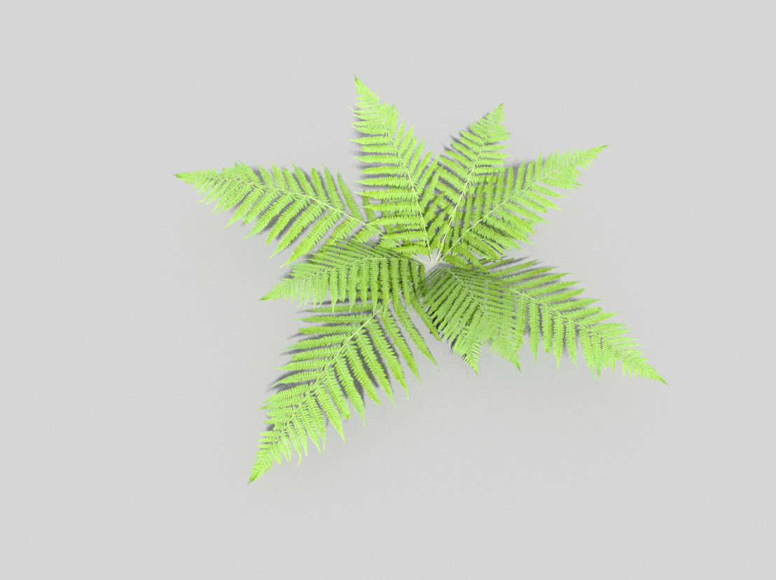Fern plant Low-poly 3D model_3
