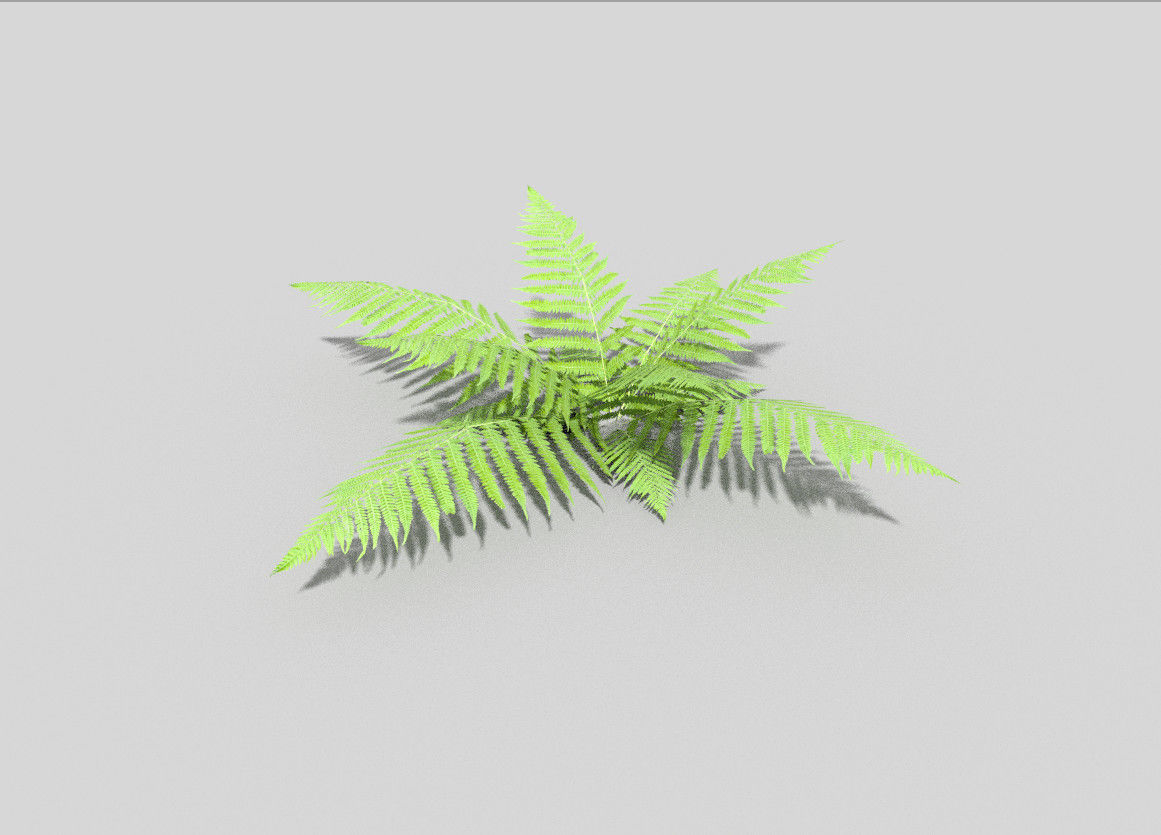 Fern plant Low-poly 3D model_1