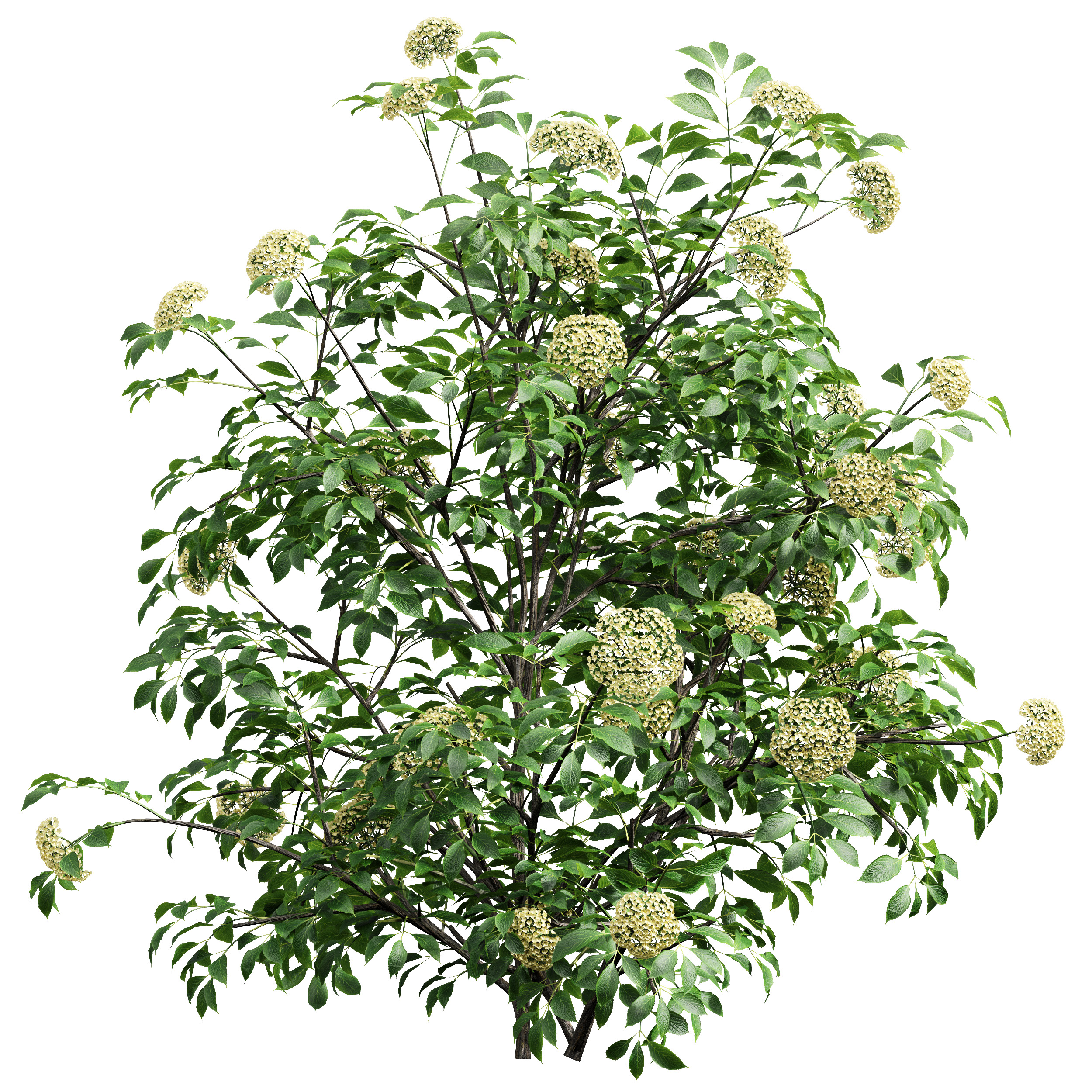 AV spring bushes Sambucus Nigra and Rhapis Excelsa 3D model_1