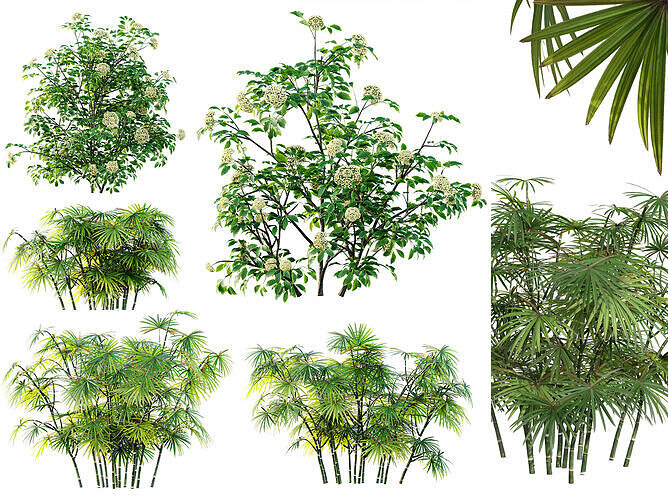 AV spring bushes Sambucus Nigra and Rhapis Excelsa 3D model