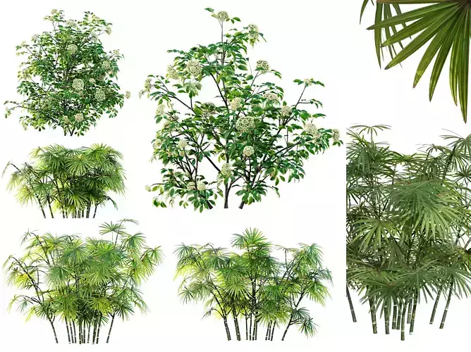 AV spring bushes Sambucus Nigra and Rhapis Excelsa 3D model