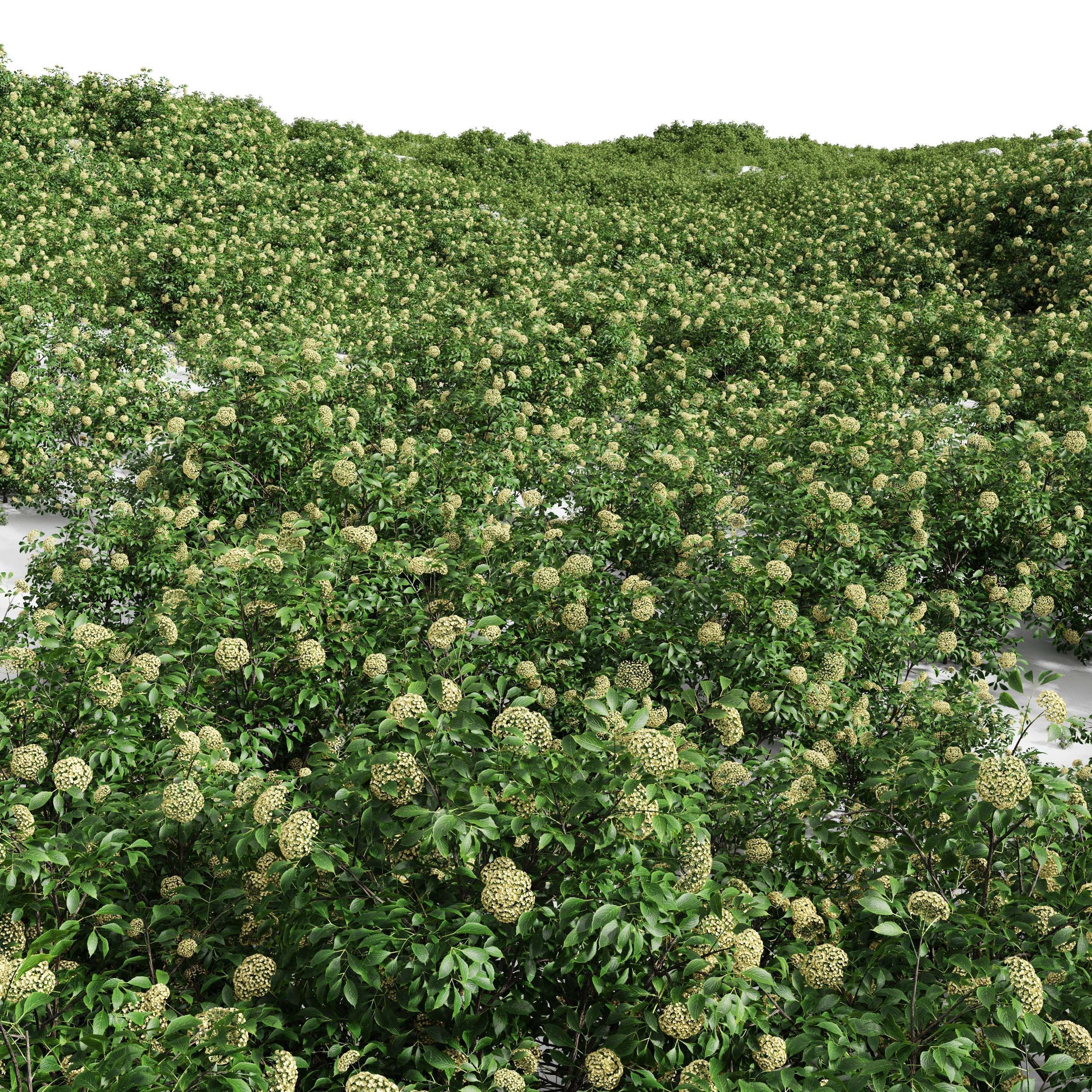 AV spring bushes Sambucus Nigra and Rhapis Excelsa 3D model_6