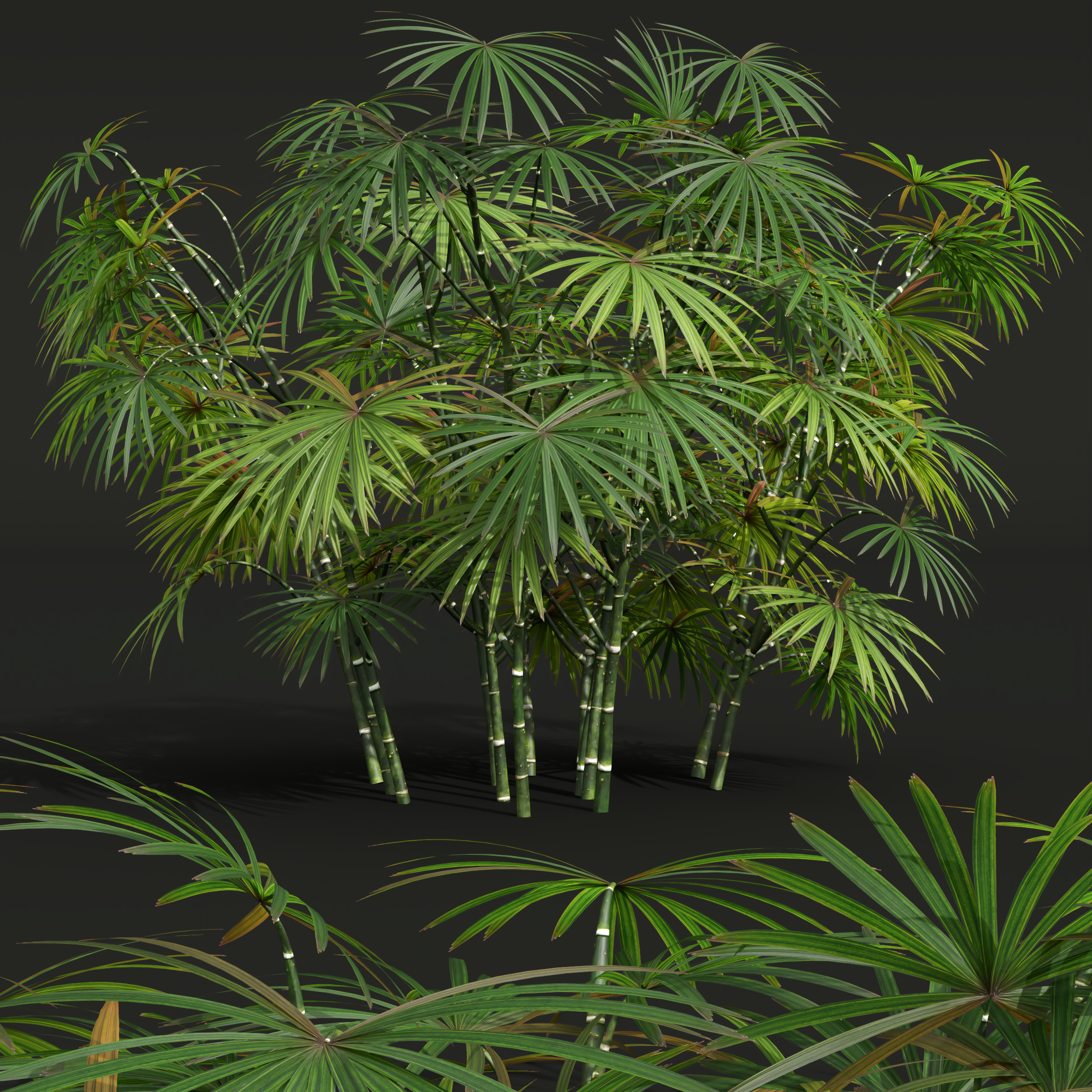 AV spring bushes Sambucus Nigra and Rhapis Excelsa 3D model_5