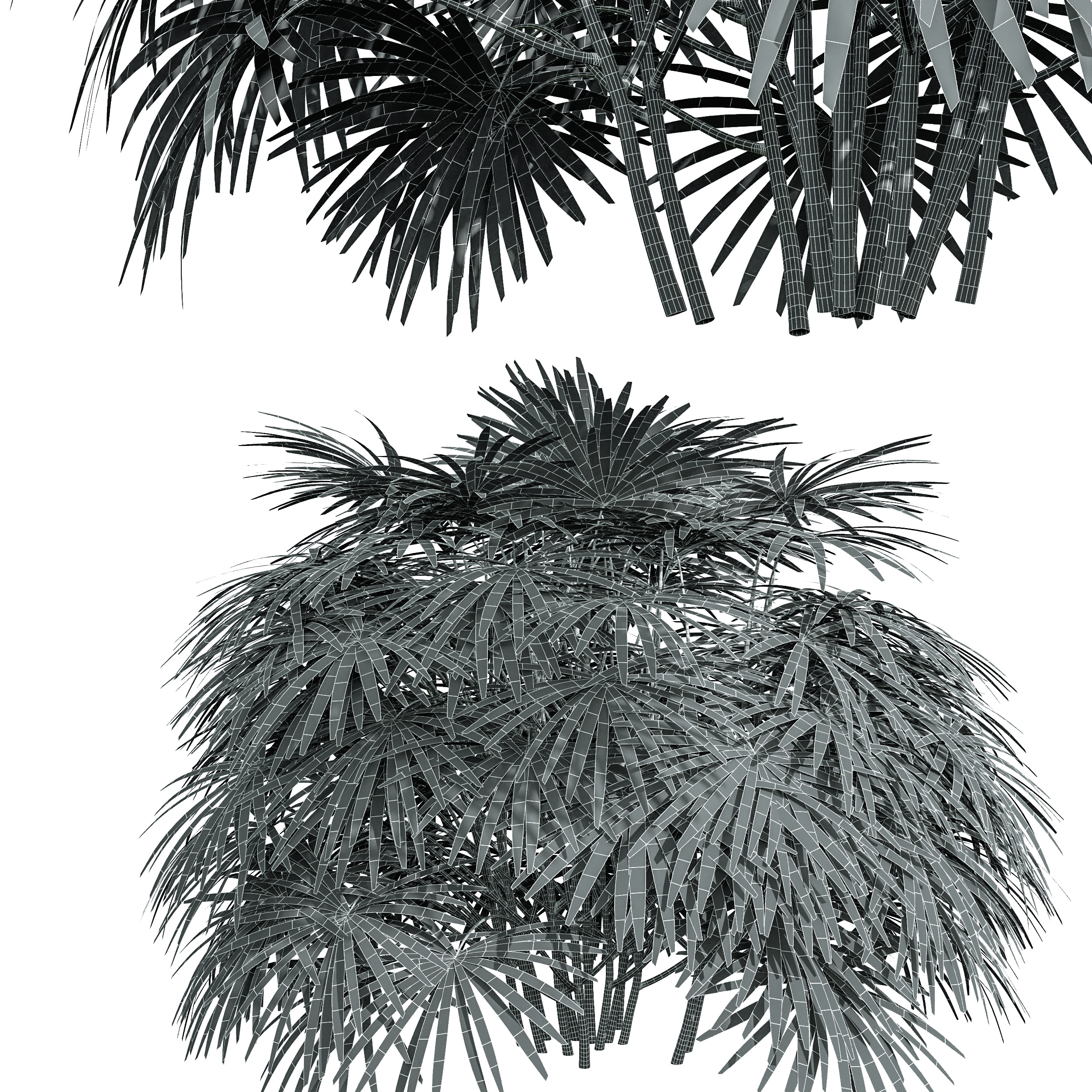 AV spring bushes Sambucus Nigra and Rhapis Excelsa 3D model_11