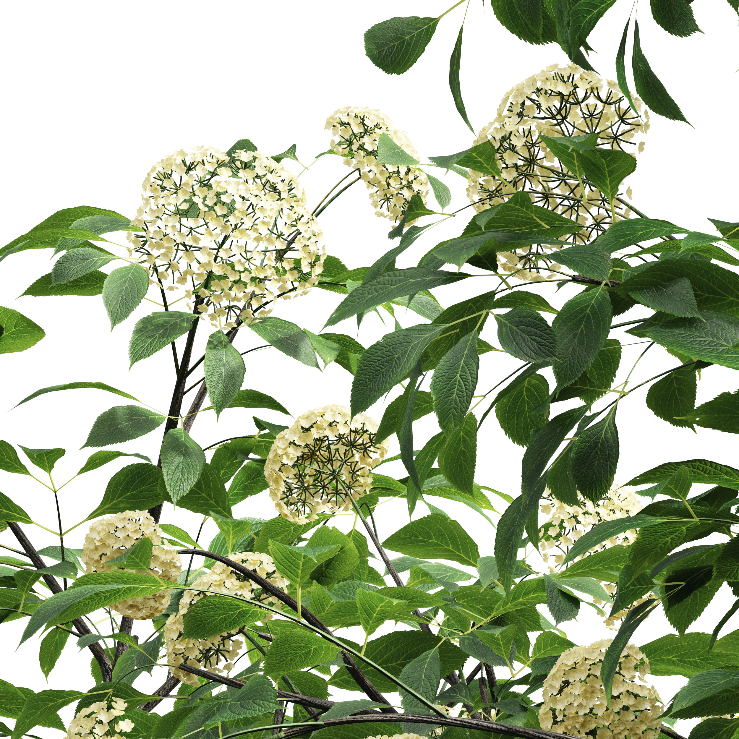 AV spring bushes Sambucus Nigra and Rhapis Excelsa 3D model_3