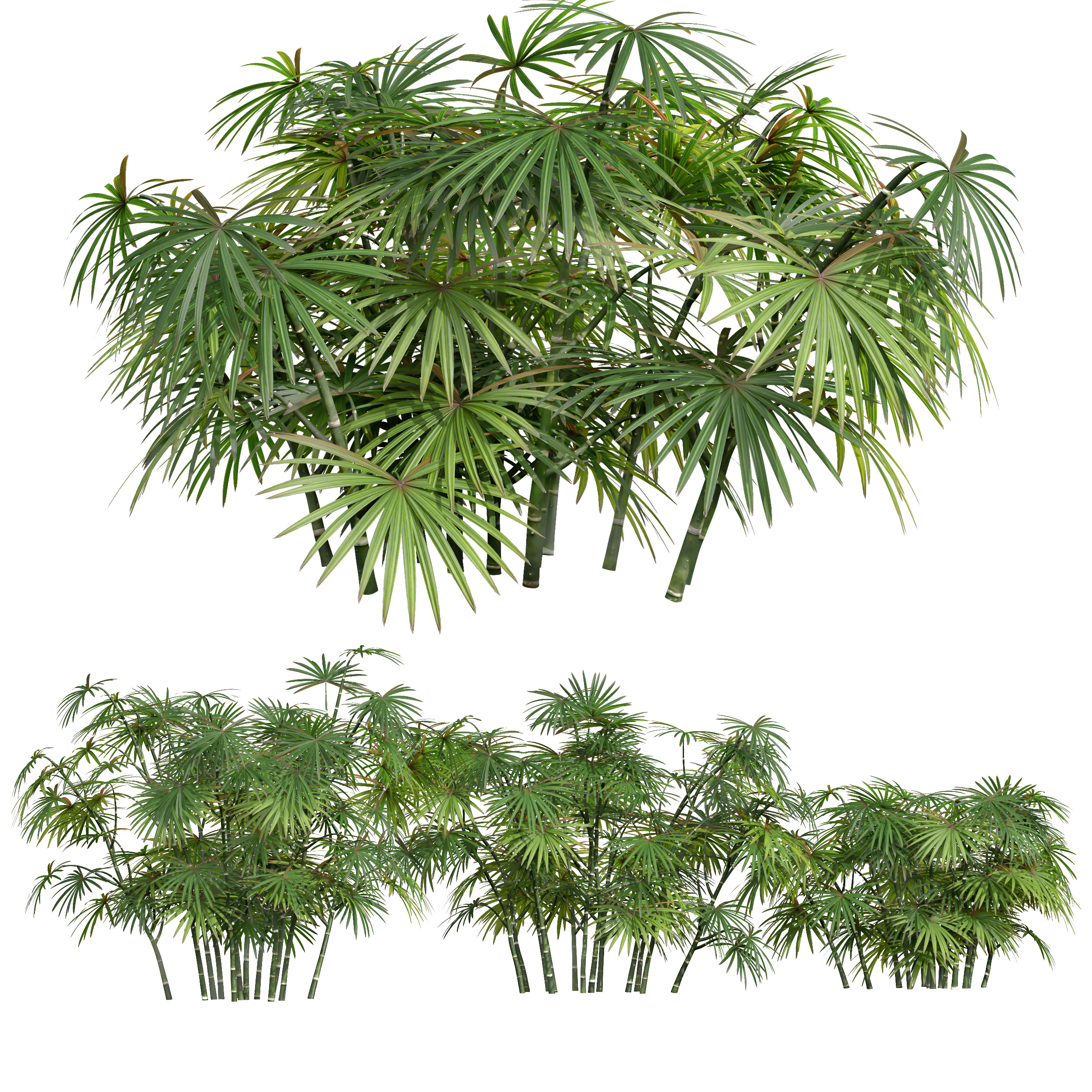 AV spring bushes Sambucus Nigra and Rhapis Excelsa 3D model_4