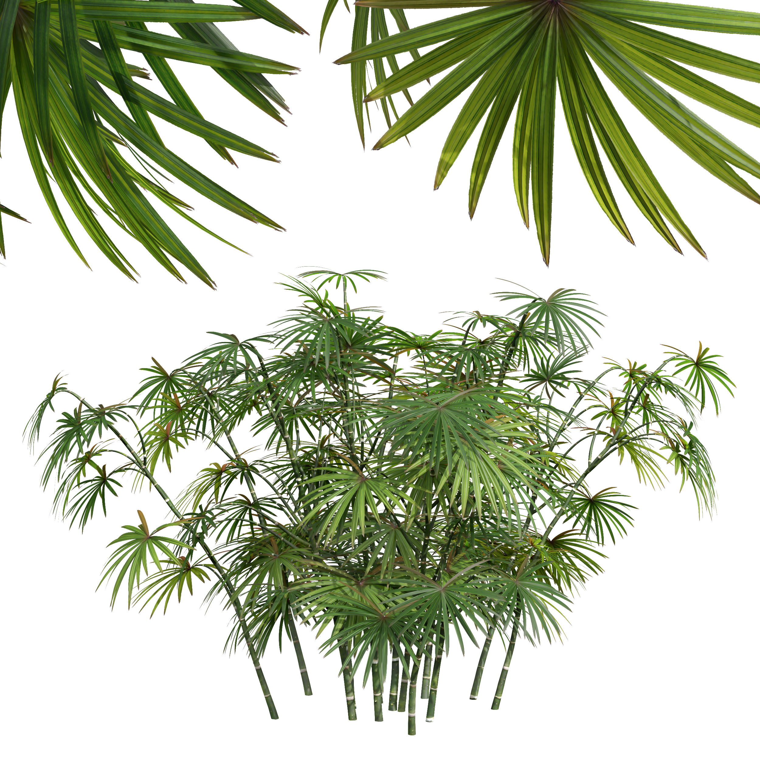 AV spring bushes Sambucus Nigra and Rhapis Excelsa 3D model_7