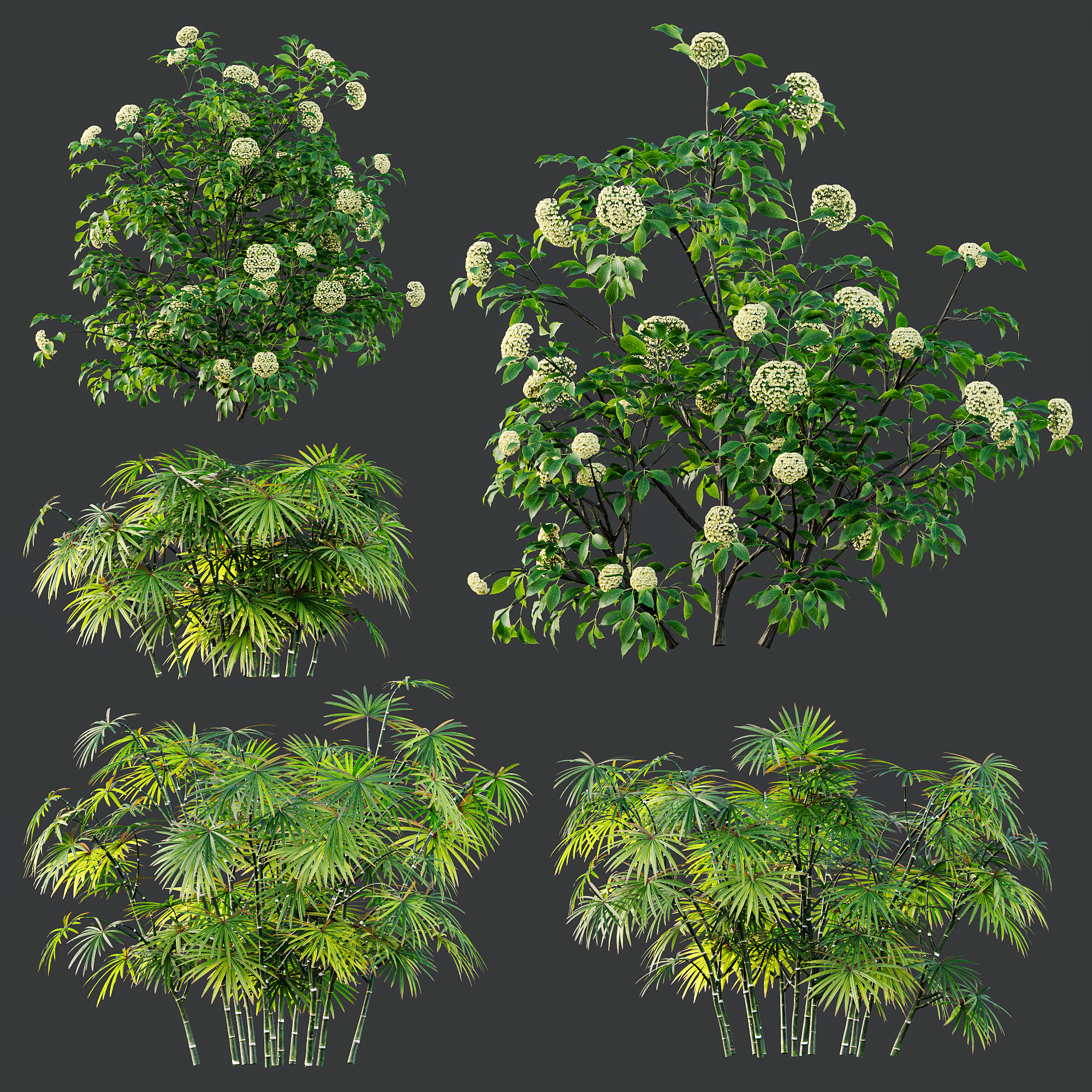 AV spring bushes Sambucus Nigra and Rhapis Excelsa 3D model_8