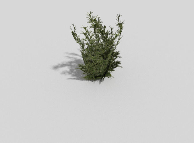 Plant juniper Low-poly 3D model
