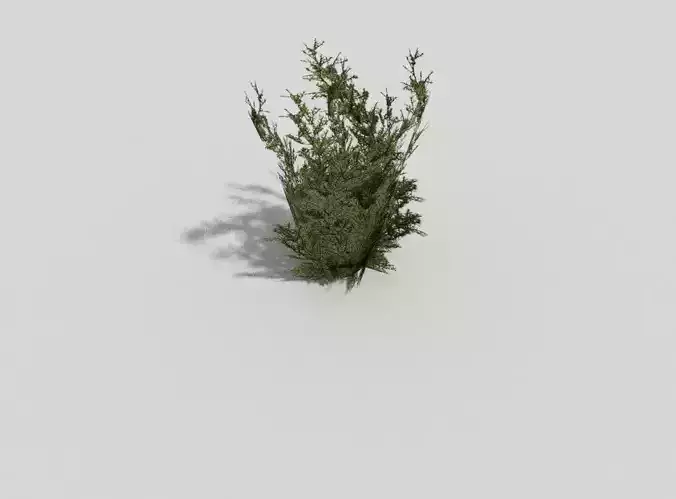 Plant juniper