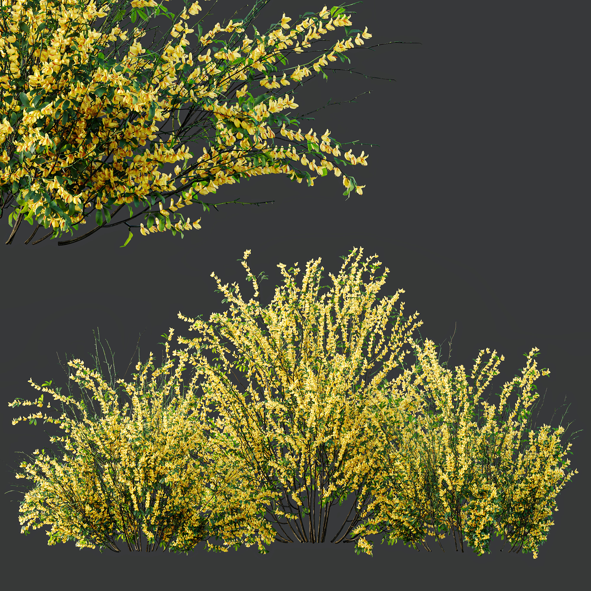 AV Cytisus scoparius 3 bushes 3D model_6