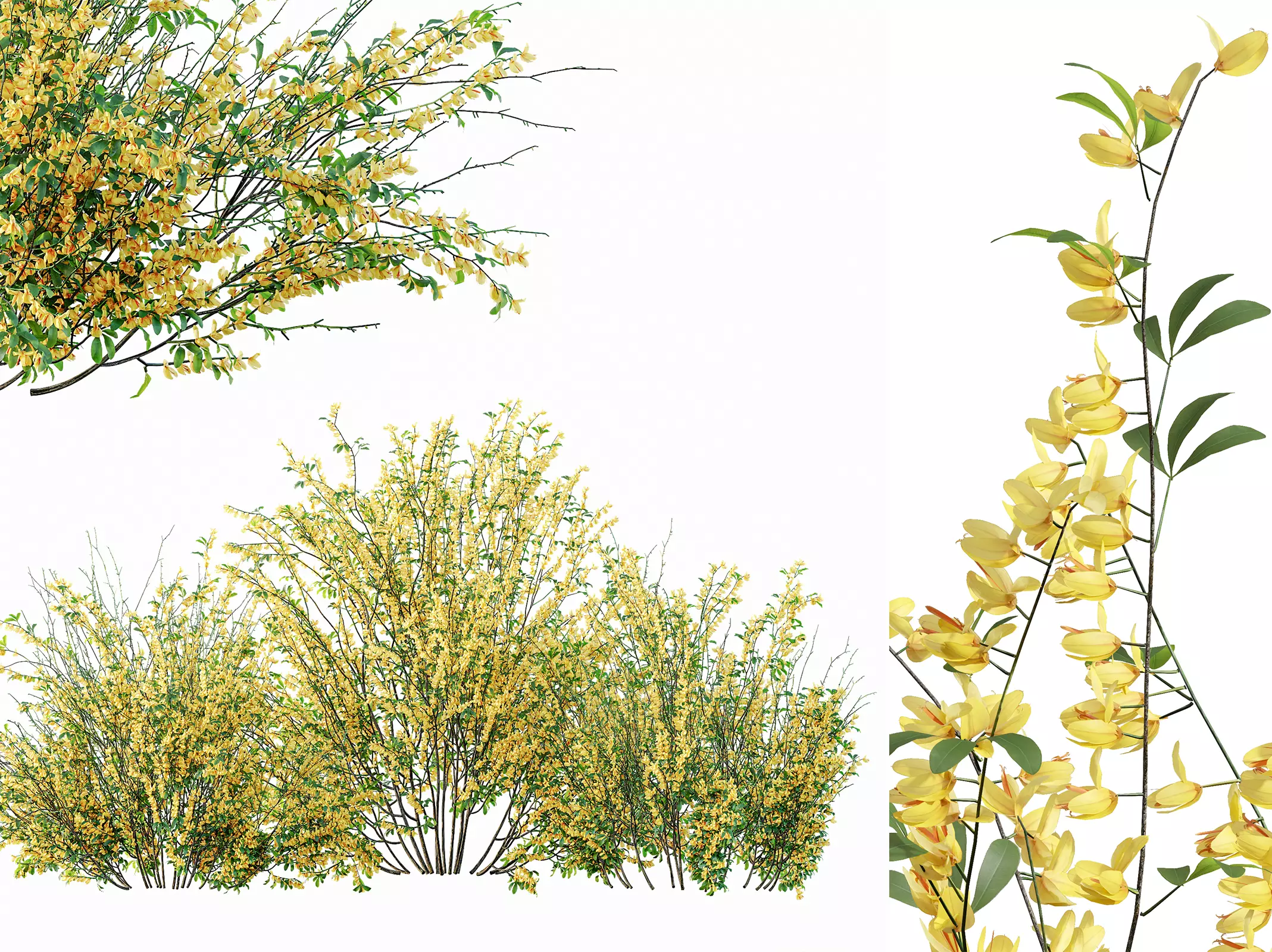 AV Cytisus scoparius 3 bushes 3D model_0