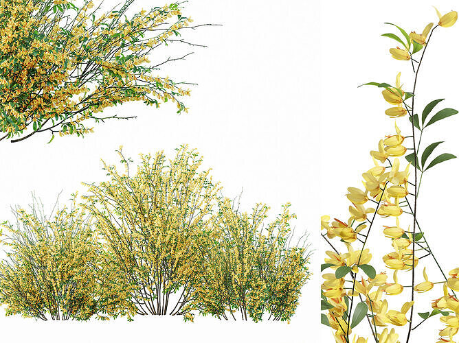 AV Cytisus scoparius 3 bushes 3D model