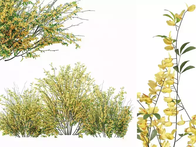 AV Cytisus scoparius 3 bushes 3D model