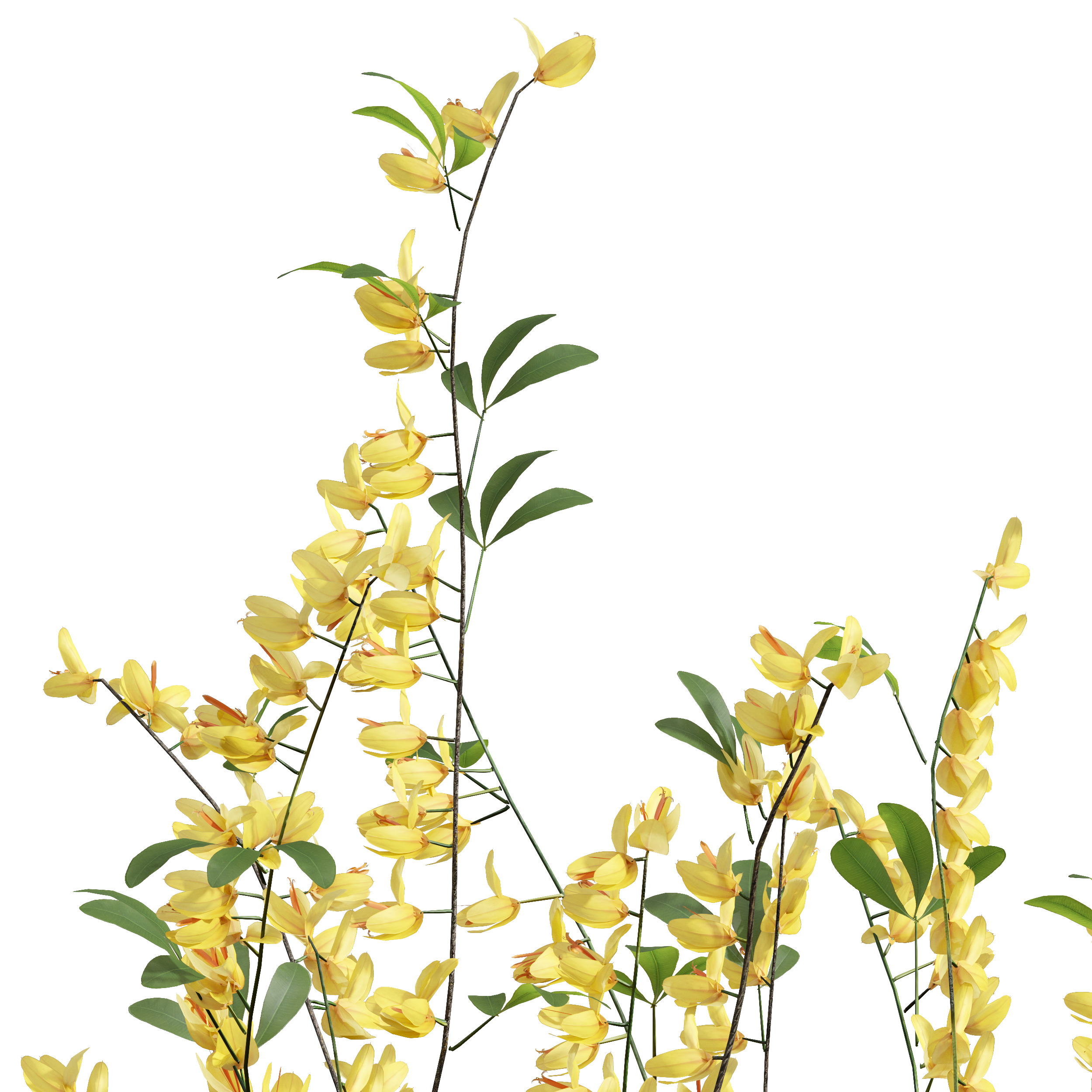 AV Cytisus scoparius 3 bushes 3D model_2