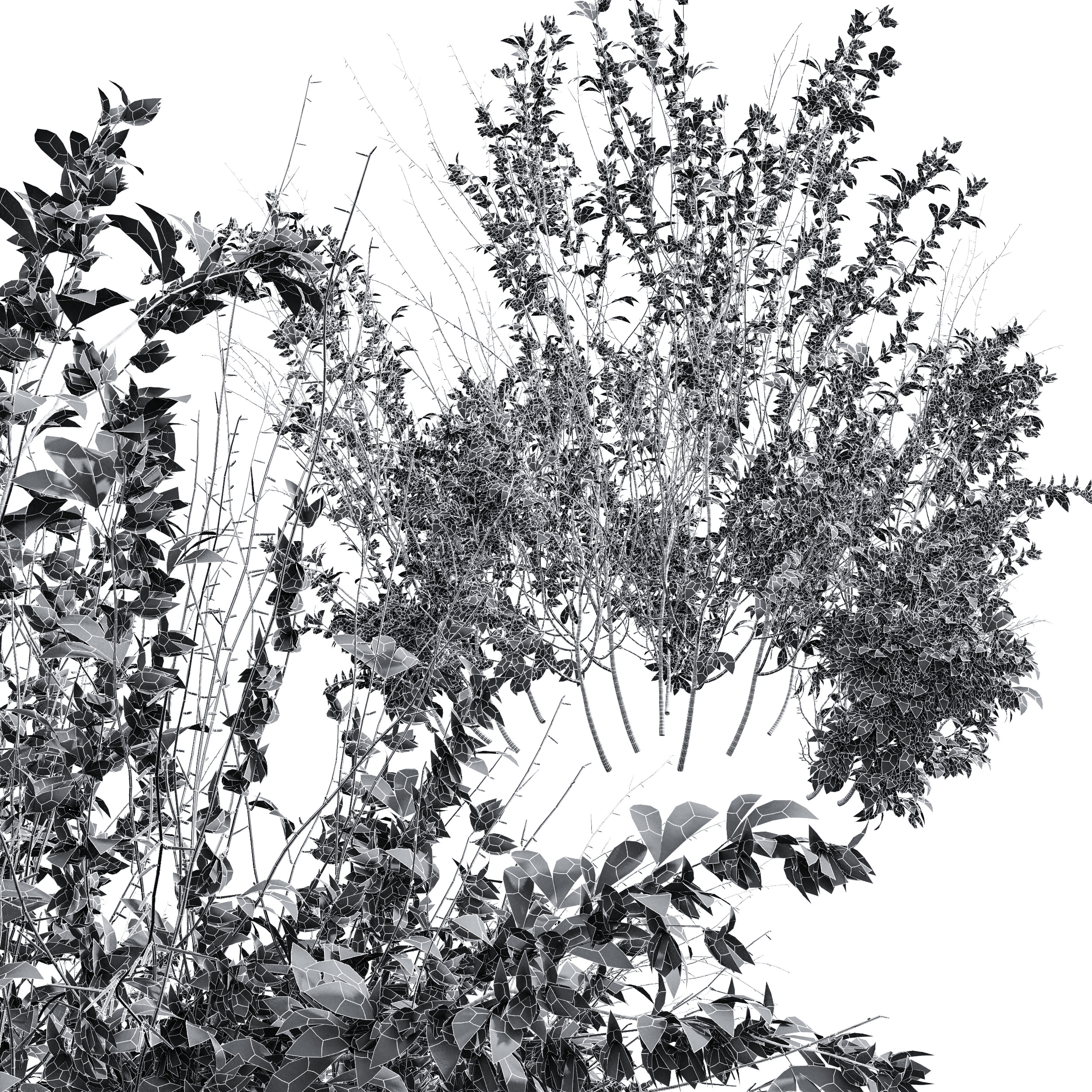 AV Cytisus scoparius 3 bushes 3D model_10