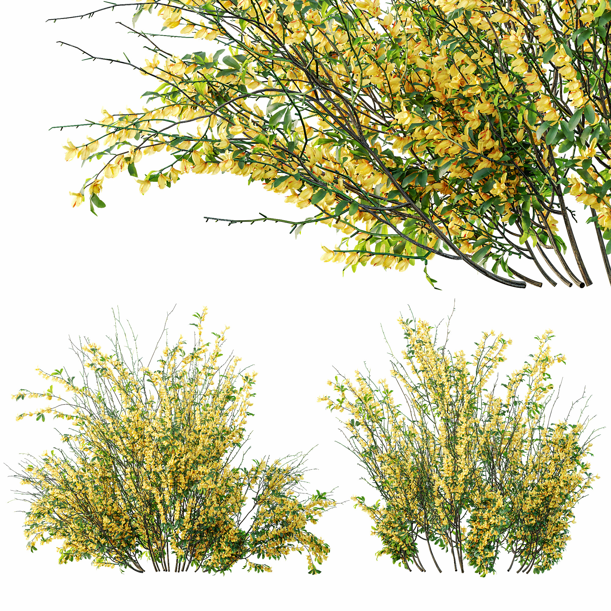 AV Cytisus scoparius 3 bushes 3D model_5