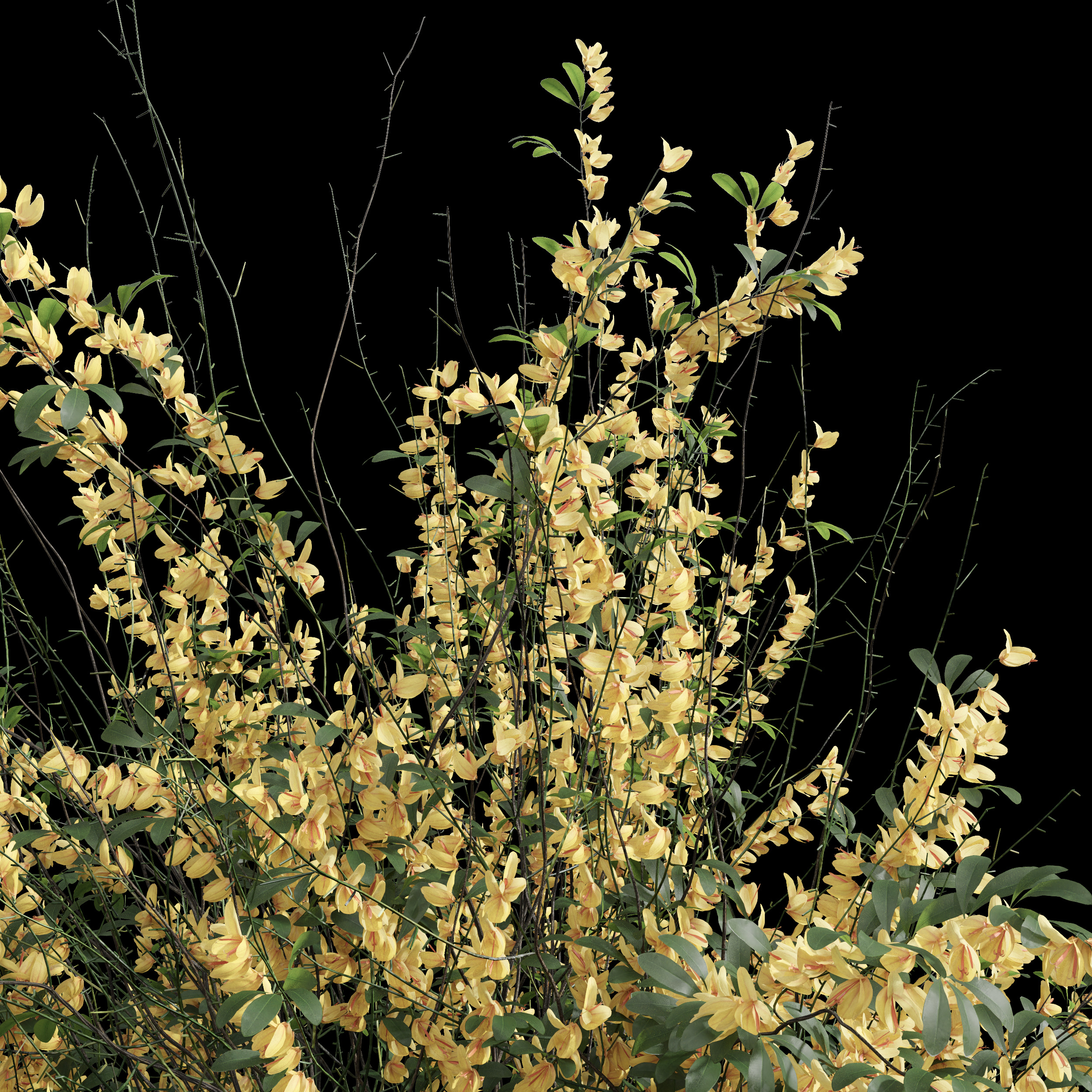 AV Cytisus scoparius 3 bushes 3D model_1