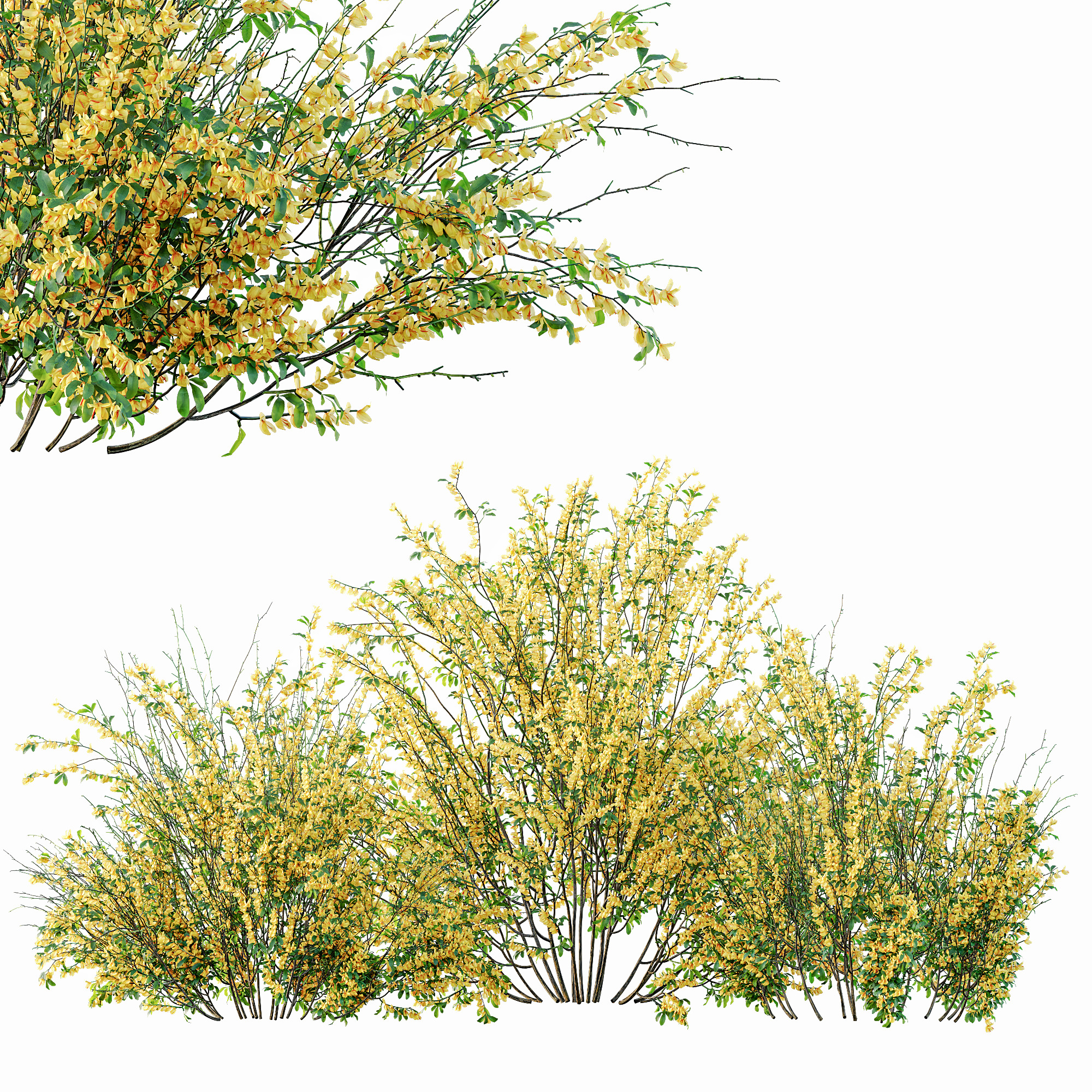 AV Cytisus scoparius 3 bushes 3D model_8