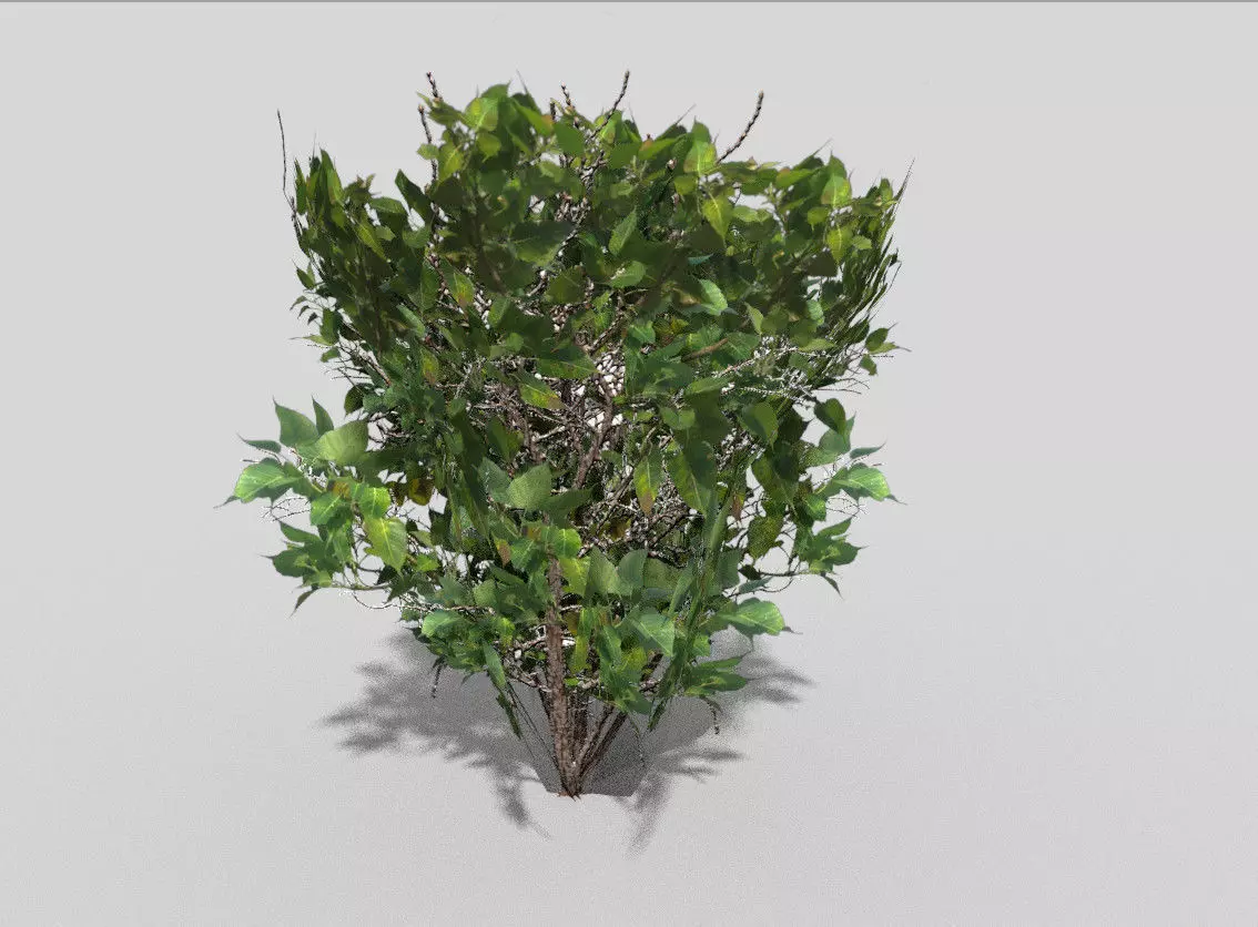 Shrub bush Low-poly 3D model_0