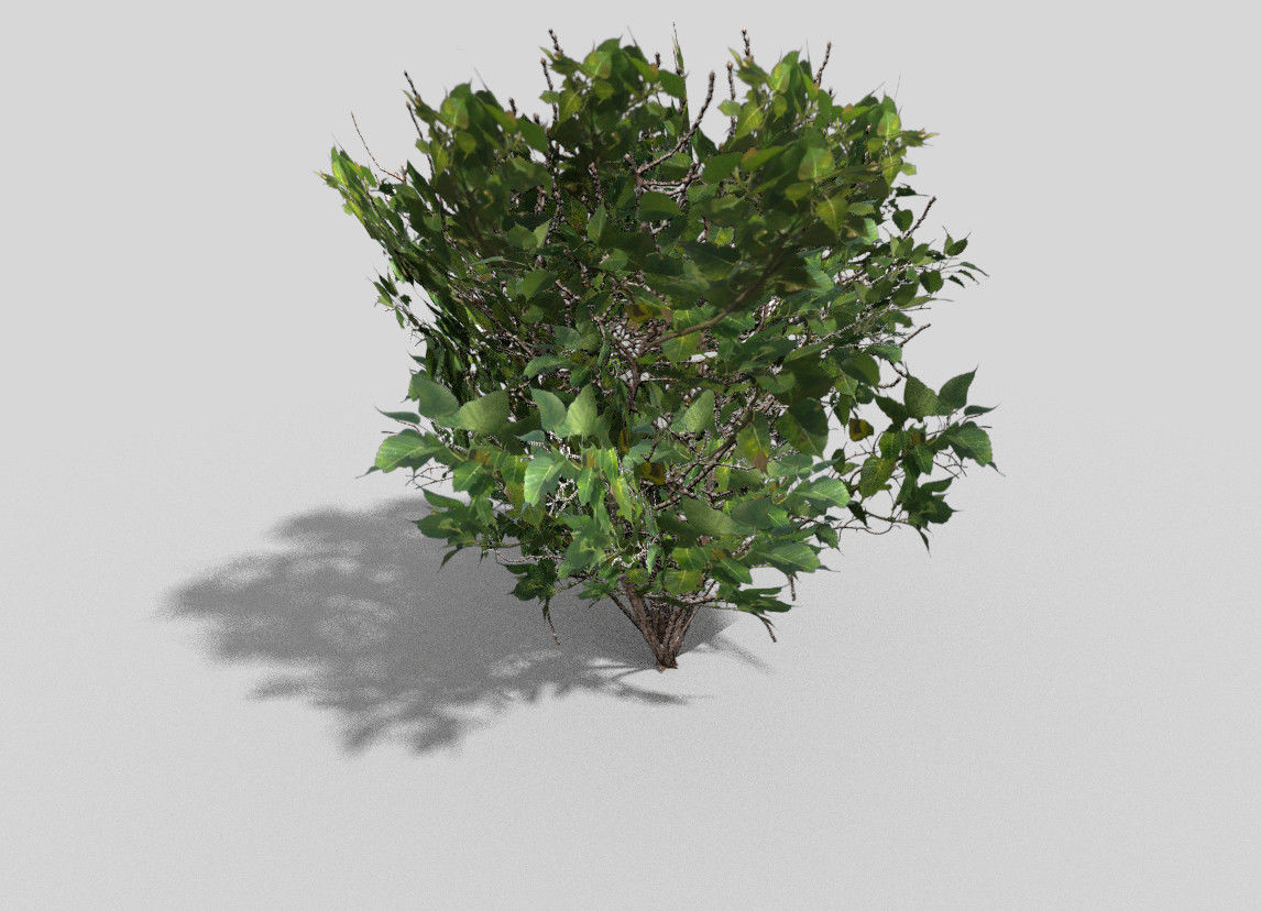 Shrub bush Low-poly 3D model_1
