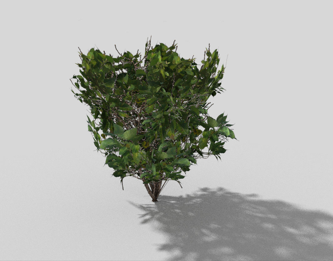Shrub bush Low-poly 3D model_5