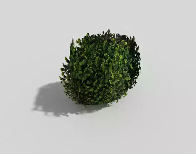 Shrub hedge