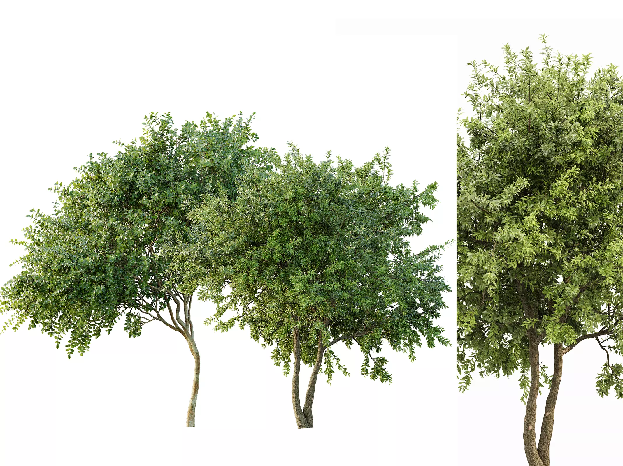 AV Big Joy Perfume Orange and Water gum 3 trees 3D model