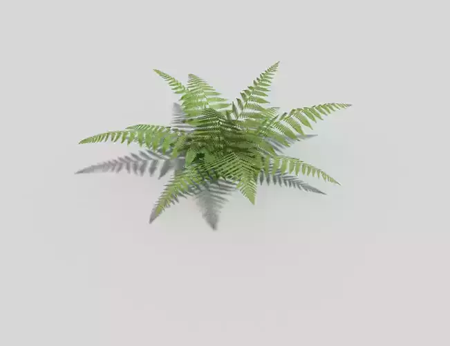 Fern plant