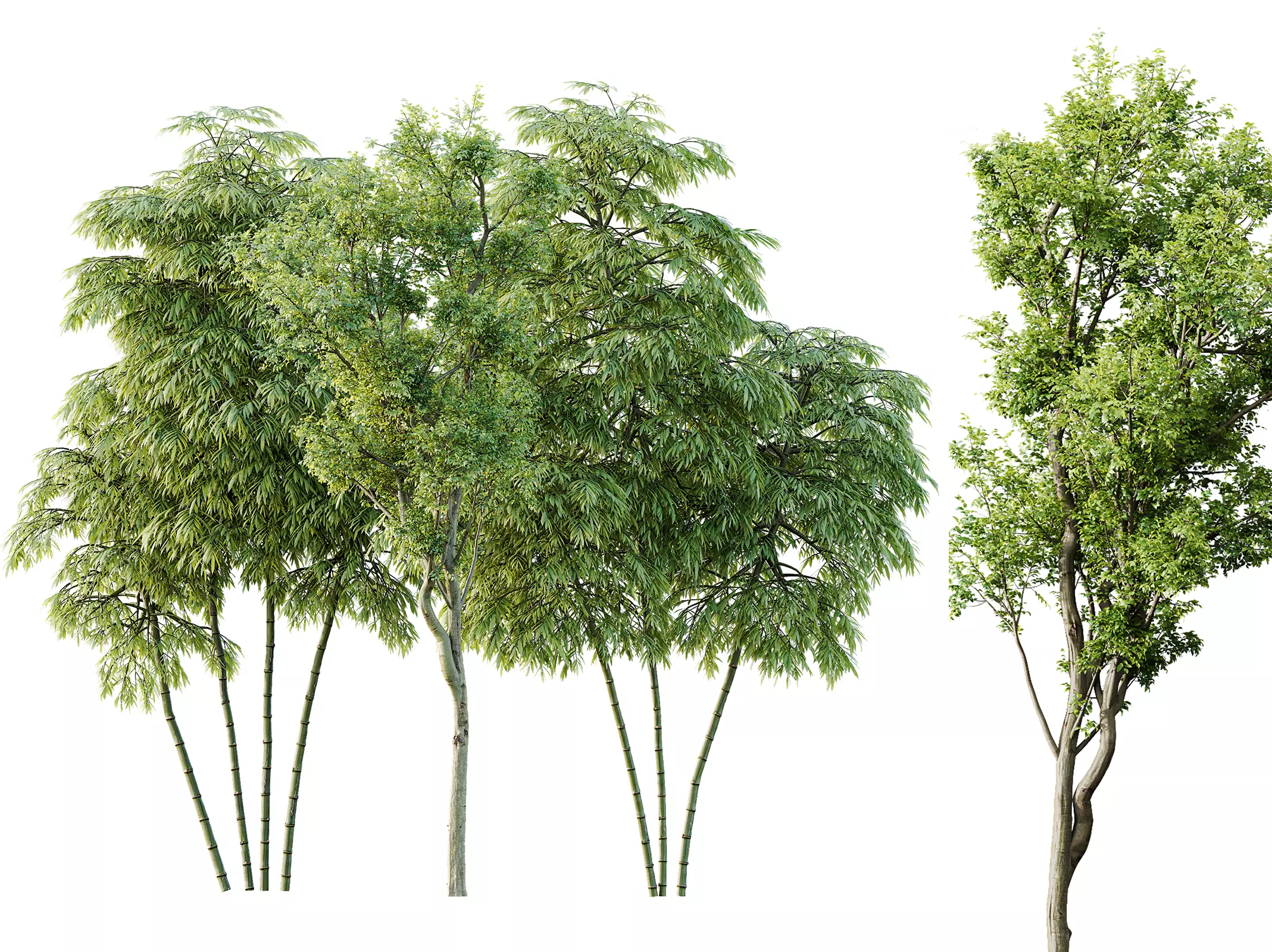 AV 8 different trees Bamboo Bambusoideae and Celtis Australis 3D model_0