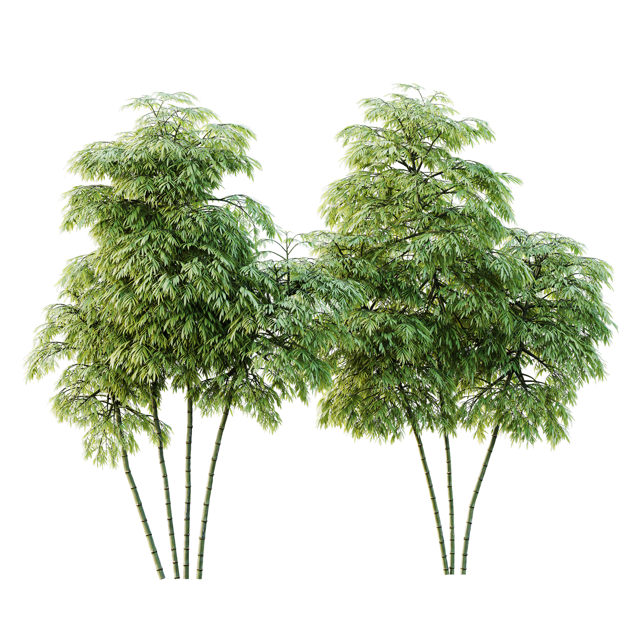 AV 8 different trees Bamboo Bambusoideae and Celtis Australis 3D model_4
