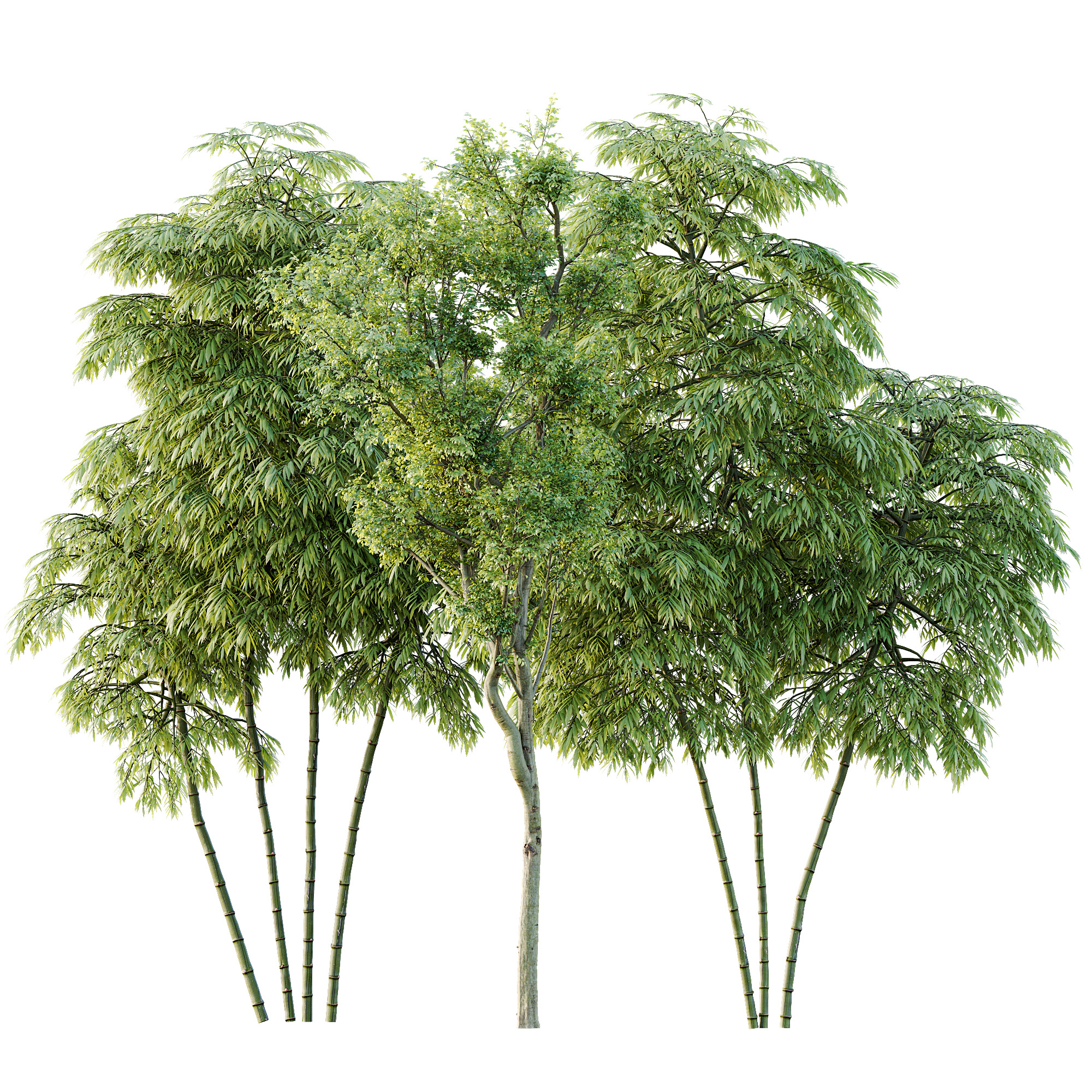AV 8 different trees Bamboo Bambusoideae and Celtis Australis 3D model_8