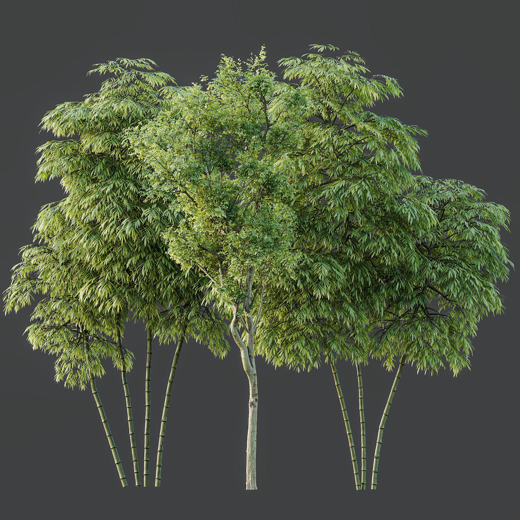 AV 8 different trees Bamboo Bambusoideae and Celtis Australis 3D model_5